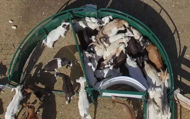 Crowding Tub | Lakeland (sheep & goat only)