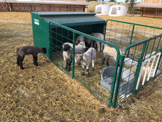 Lamb Creep Feeder | Lakeland