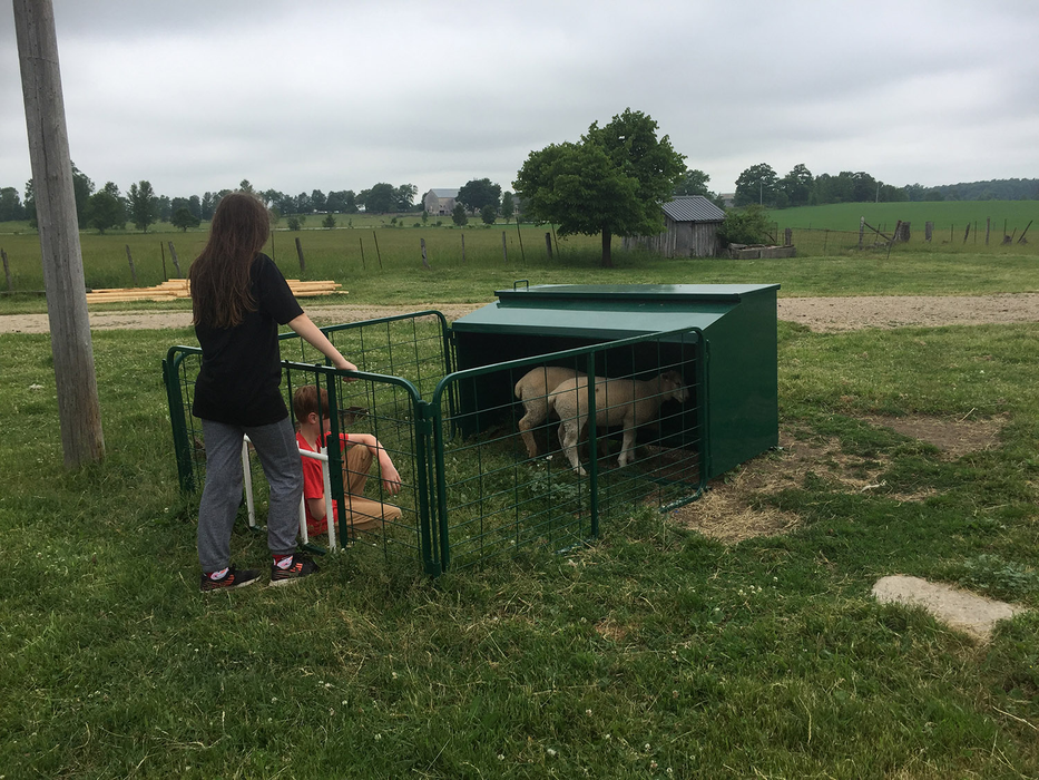 Lamb Creep Feeder | Lakeland