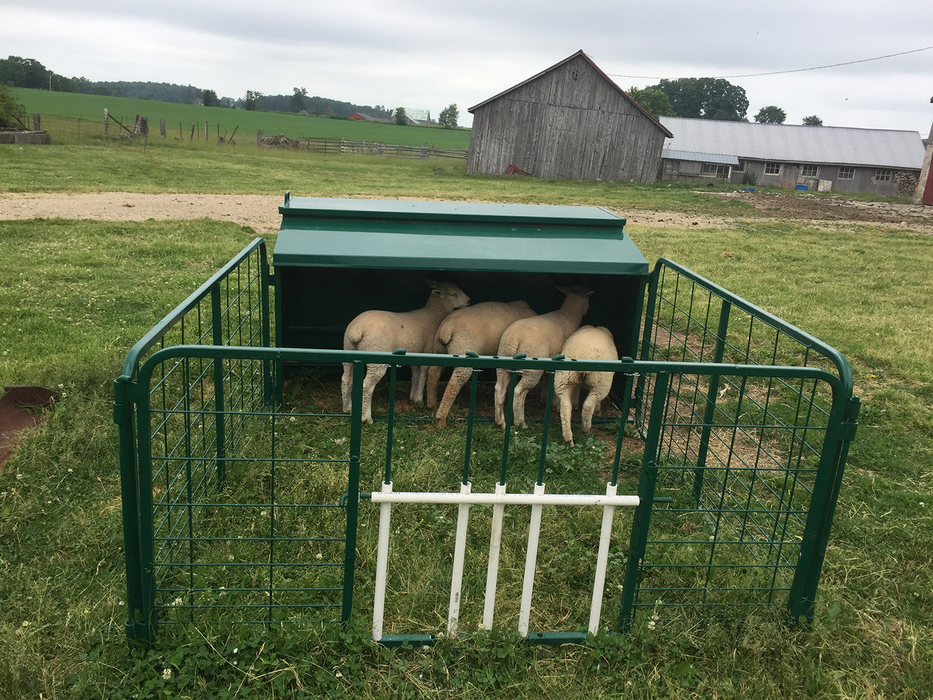 Lamb Creep Feeder | Lakeland