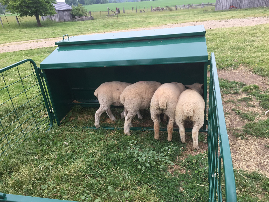 Lamb Creep Feeder | Lakeland