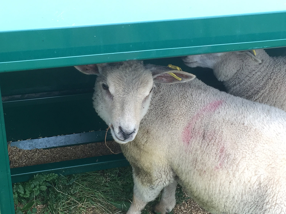 Lamb Creep Feeder | Lakeland