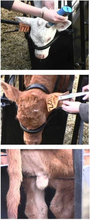 Calf Chute | Lakeland Small Portable Calf Chute