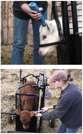 Calf Chute | Lakeland Small Portable Calf Chute