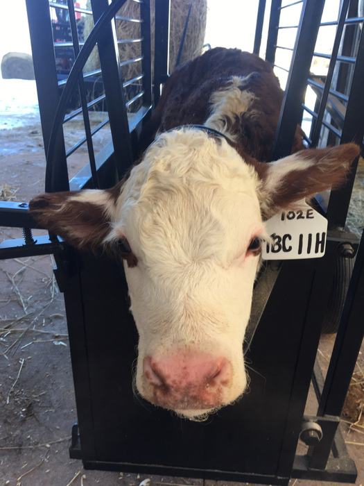 Calf Chute | Lakeland Small Portable Calf Chute