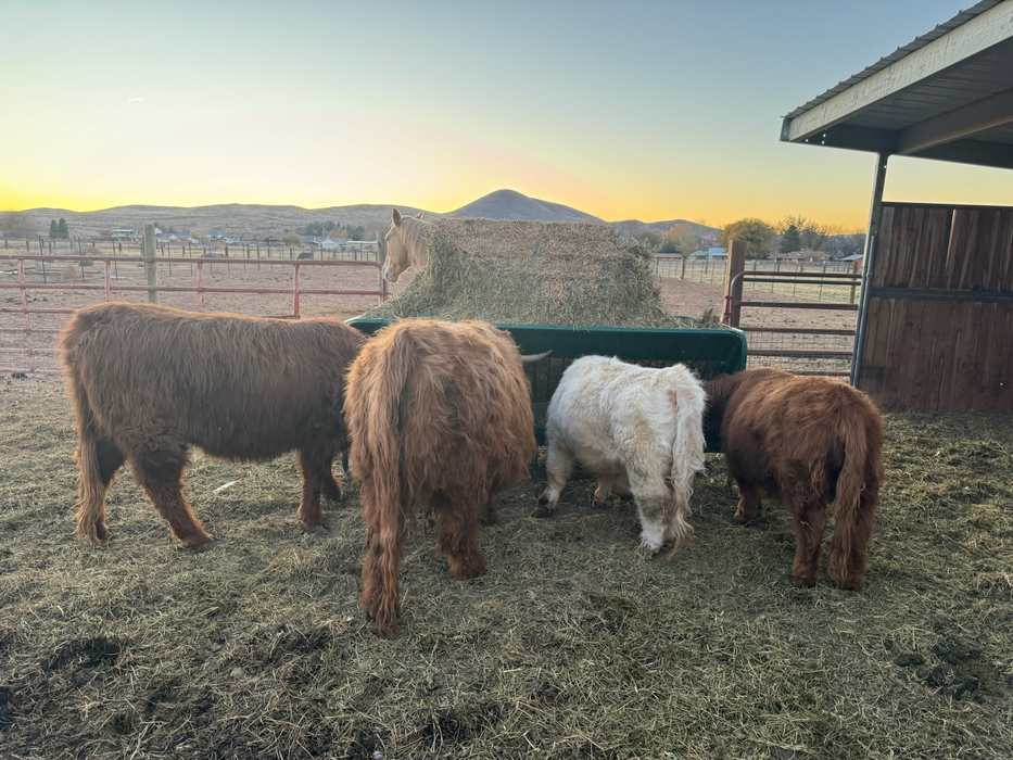 Goat Feeder | Lakeland Square Bale Hay and Grain Feeder