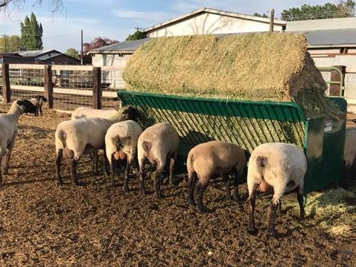 Goat Feeder | Lakeland Square Bale Hay and Grain Feeder