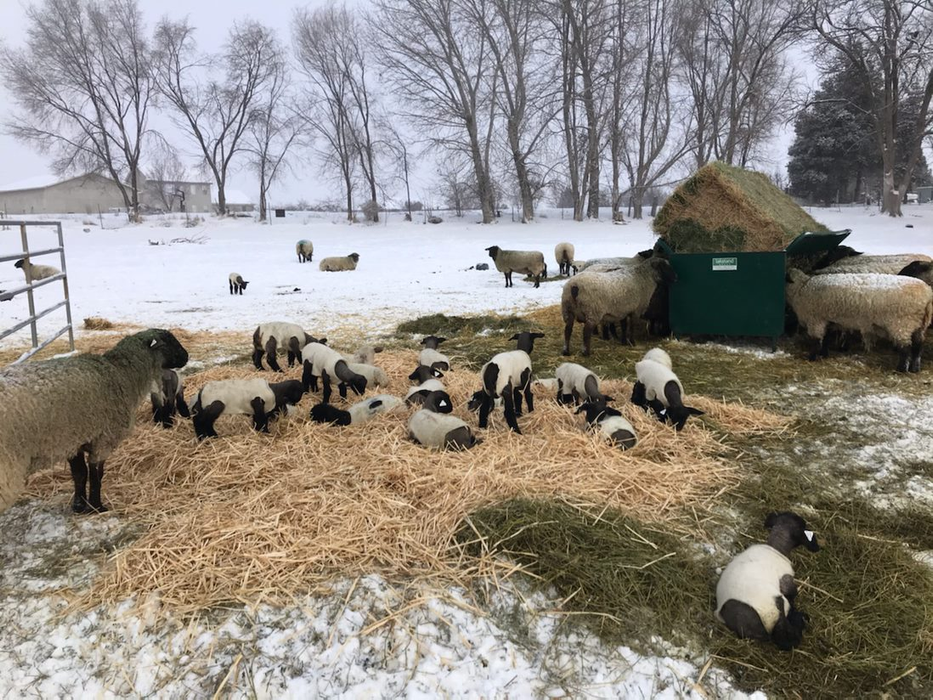 Goat Feeder | Lakeland Square Bale Hay and Grain Feeder