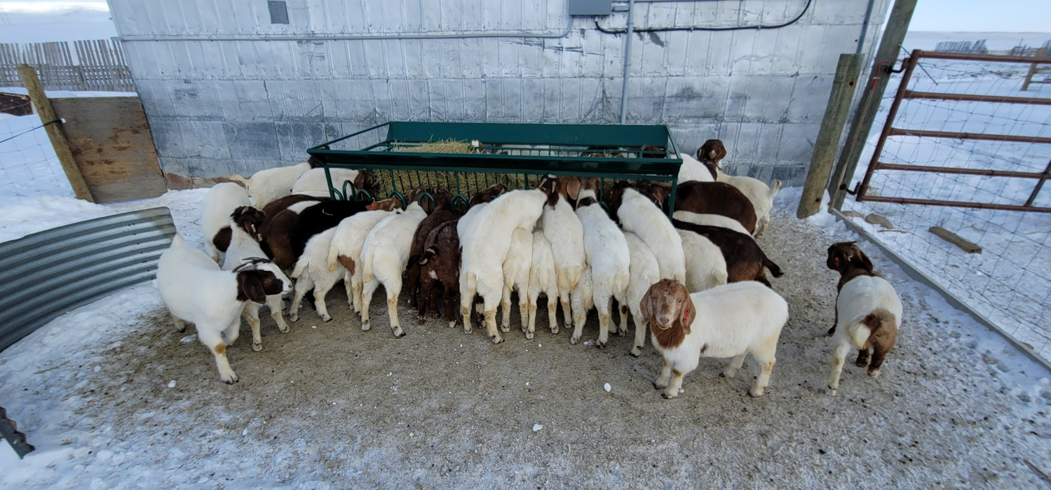 Goat Feeder | Lakeland 8ft Small Bale Feeder