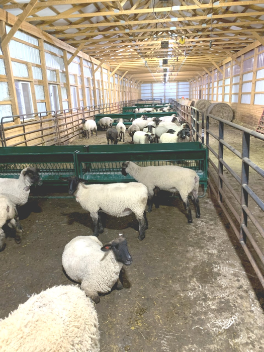 Sheep Feeder | Lakeland Walk Through Hay and Grain Feeder