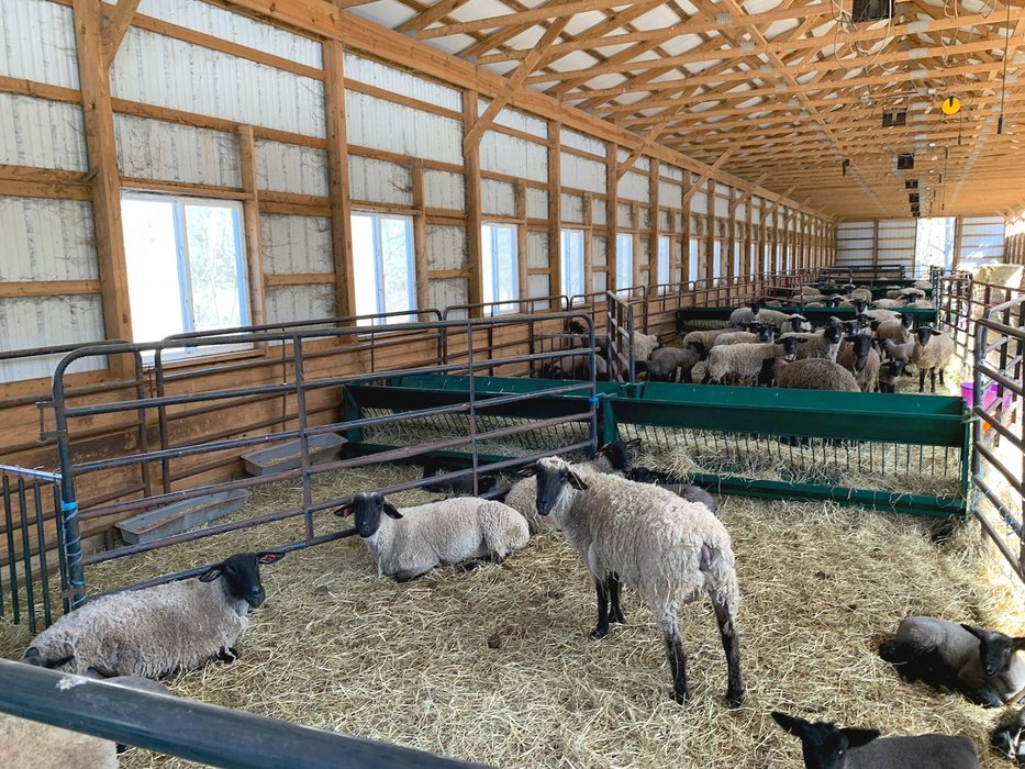 Sheep Feeder | Lakeland Walk Through Hay and Grain Feeder