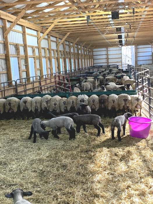 Sheep Feeder | Lakeland Walk Through Hay and Grain Feeder