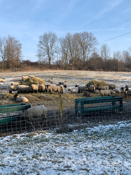 Sheep Feeder | Lakeland Walk Through Hay and Grain Feeder