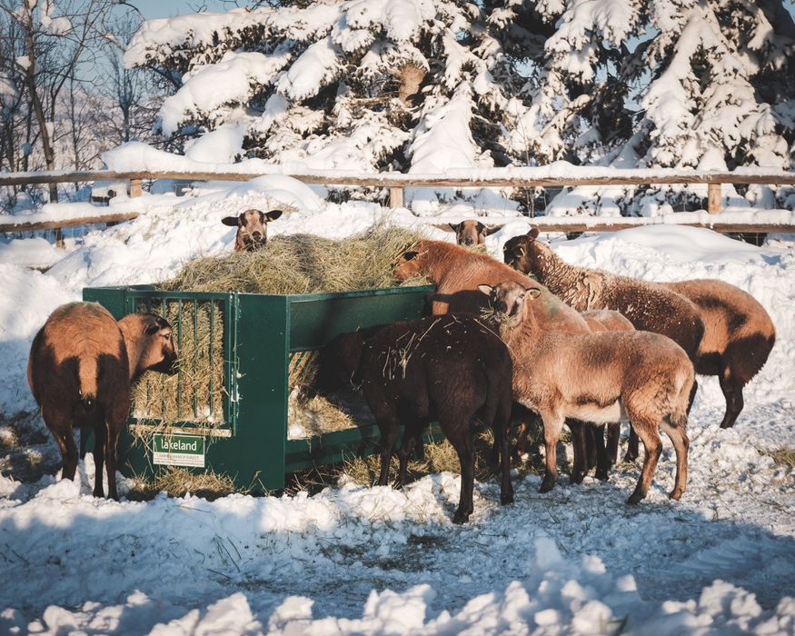 Sheep Feeder | Lakeland Walk Through Hay and Grain Feeder