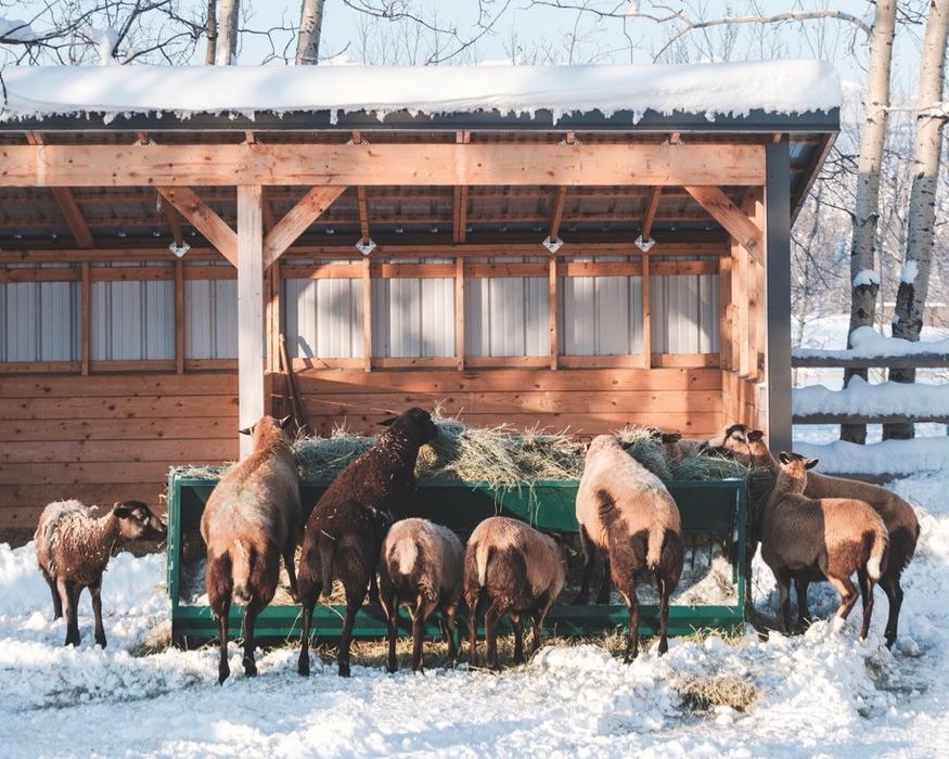Sheep Feeder | Lakeland Walk Through Hay and Grain Feeder