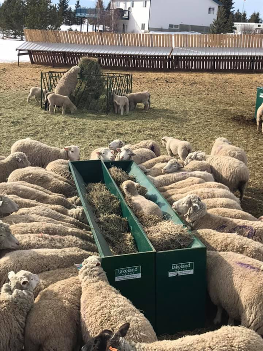 Goat Feeder | Lakeland Single-Sided Hay & Grain Feeder