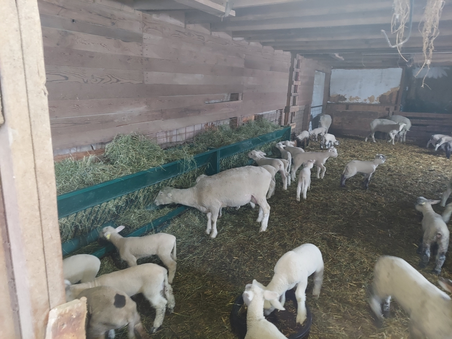 Goat Feeder | Lakeland Single-Sided Hay & Grain Feeder