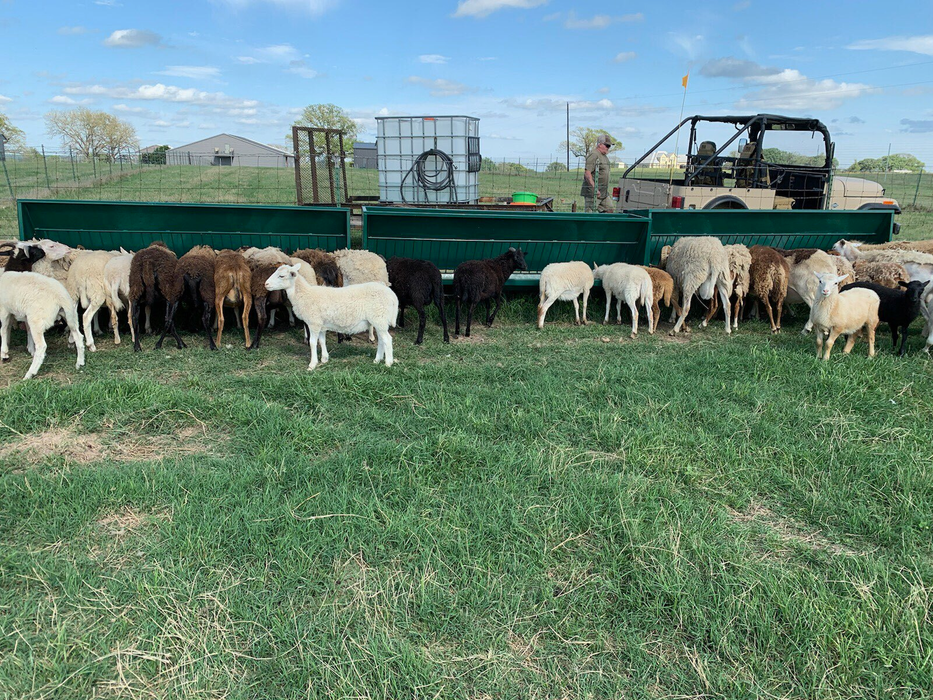 Goat Feeder | Lakeland Single-Sided Hay & Grain Feeder