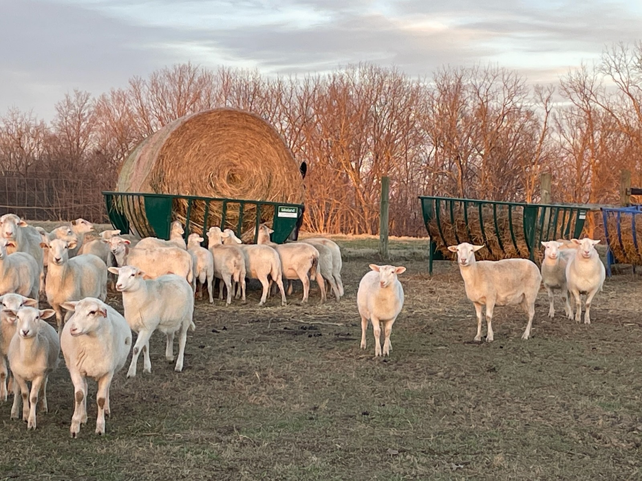 Sheep Feeder | Lakeland Sheep Basket Feeder
