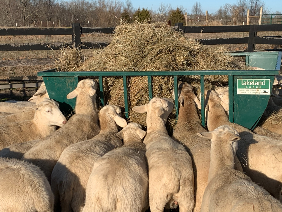 Sheep Feeder | Lakeland Sheep Basket Feeder