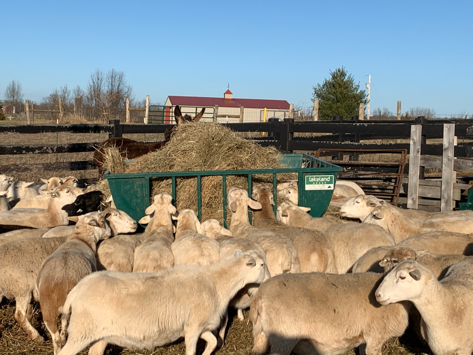 Sheep Feeder | Lakeland Sheep Basket Feeder