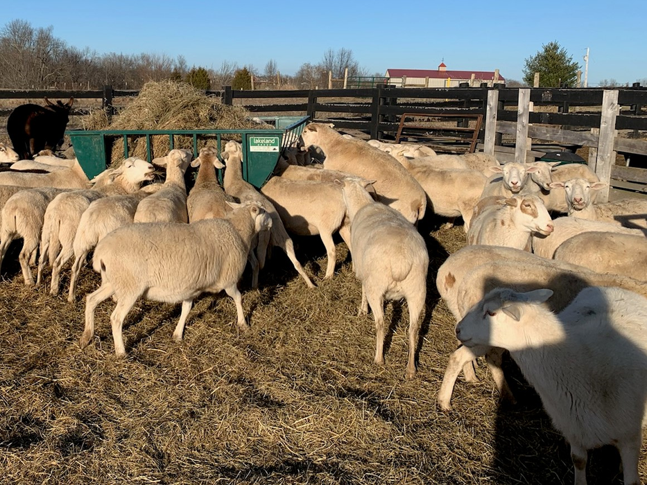 Sheep Feeder | Lakeland Sheep Basket Feeder