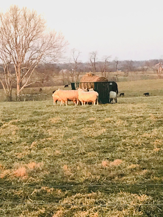 Sheep Feeder | Lakeland Sheep Basket Feeder