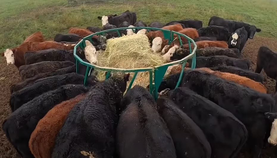 Cattle Feeder | Lakeland Heavy Duty Round Bale Feeder-Slant Bar