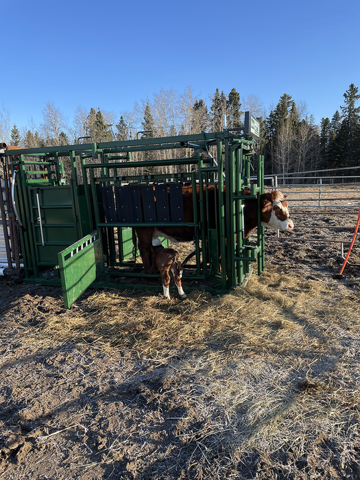 Lakeland Deluxe Cattle Squeeze Chute –  Easy Catch