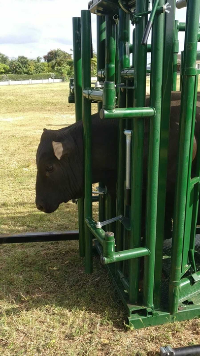 Lakeland Deluxe Cattle Squeeze Chute –  Easy Catch