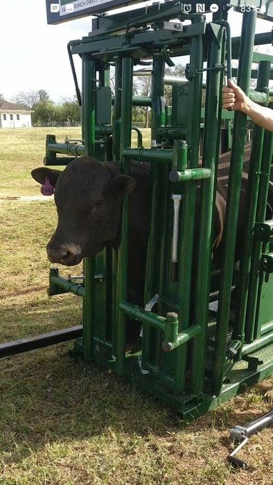 Lakeland Deluxe Cattle Squeeze Chute –  Easy Catch