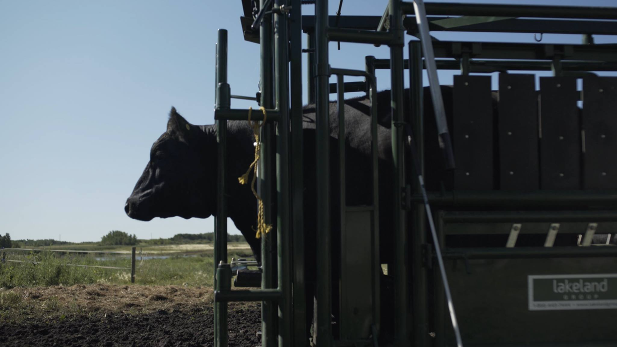Lakeland Deluxe Cattle Squeeze Chute –  Easy Catch