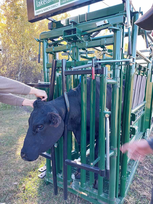 Lakeland Deluxe Cattle Squeeze Chute –  Easy Catch
