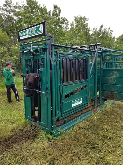 Lakeland E-Series – Cattle Squeeze Chute
