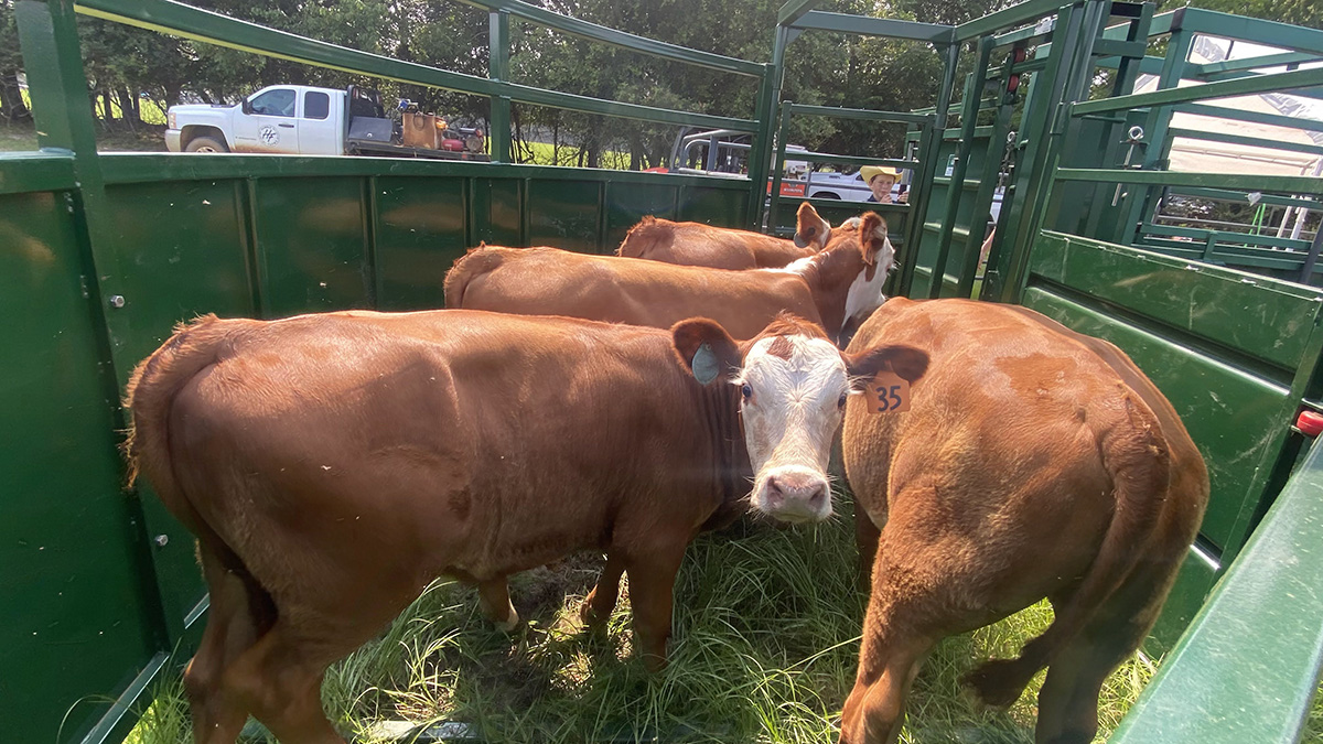 Cattle Crowding Tub | Lakeland 8.5ft Cornerless Cattle Crowding Tub