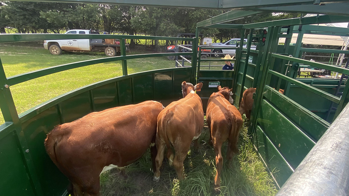 Cattle Crowding Tub | Lakeland 10ft Cornerless Crowding Tub