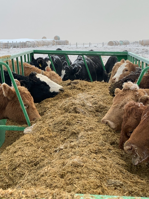 TMR Feed Wagon | Lakeland