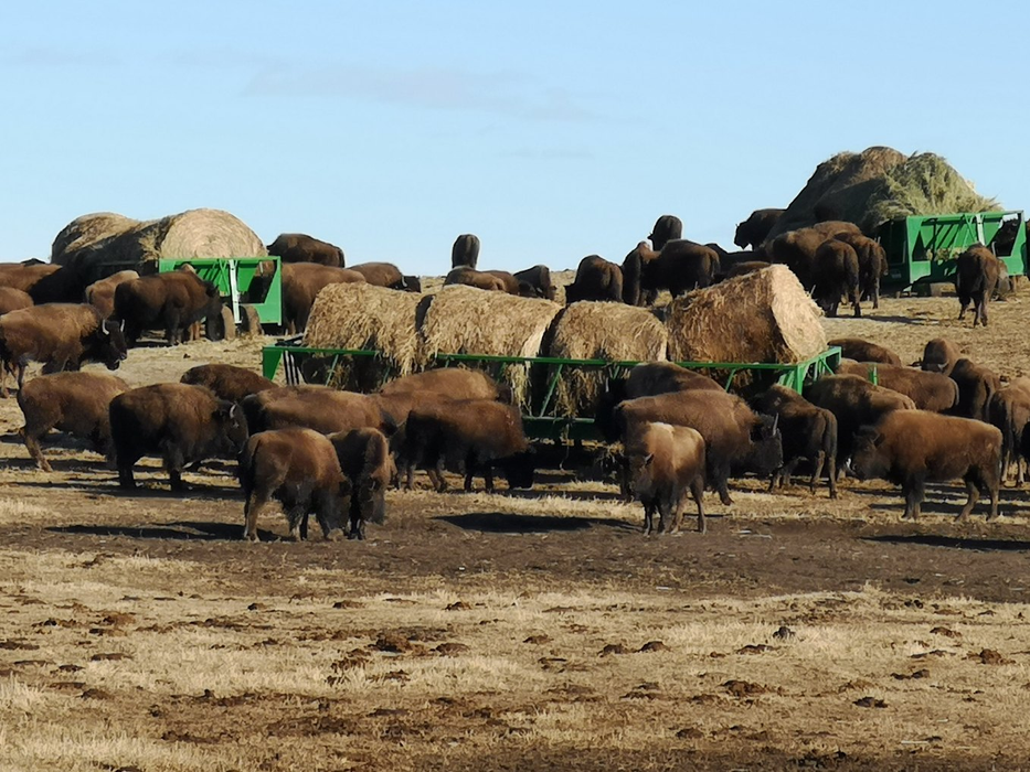 Econo Zero Grazer Feed Wagon | Lakeland