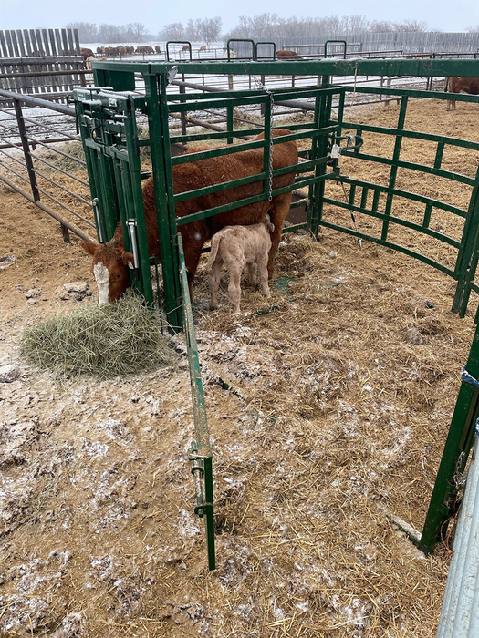 Premium Series – Half Circle Calving Station | Lakeland
