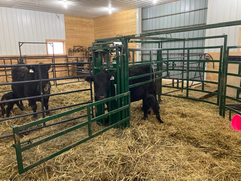 Premium Series – Half Circle Calving Station | Lakeland
