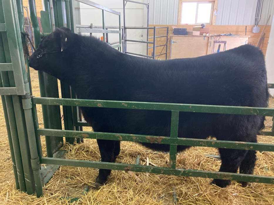 Premium Series – Half Circle Calving Station | Lakeland