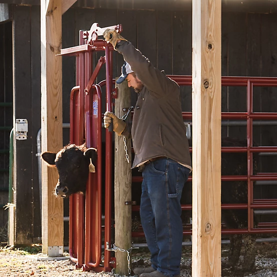 Tarter Series 3 Manual Headgate for Cattle Up to 1,200 lb., 8 in. x 60-1/2 x 76 37-1/2 in. Mounting Bolt Width