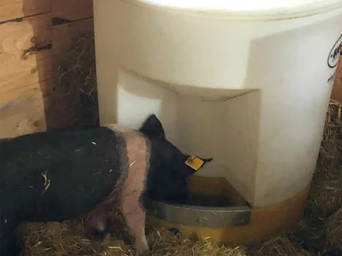 Pig Waterer | Sioux Steel