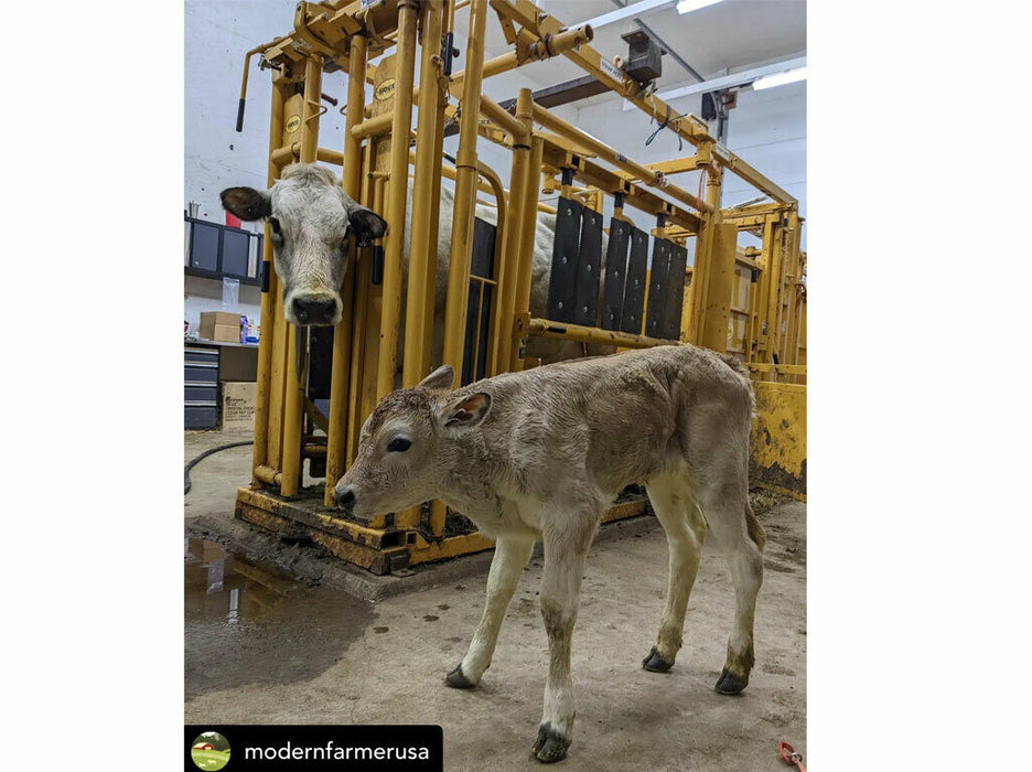 Cattle Chute with Auto Head Gate by Sioux Steel