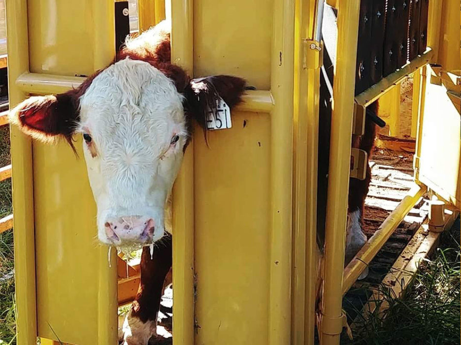 Cattle Chute with Auto Head Gate by Sioux Steel