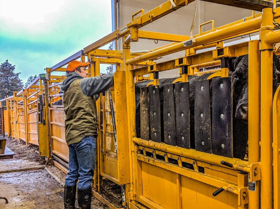 Cattle Chute with Auto Head Gate by Sioux Steel